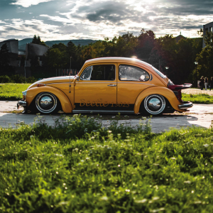 beetle 07.jpg